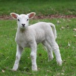 Sheep - Lamb  - Schleich 13883 *